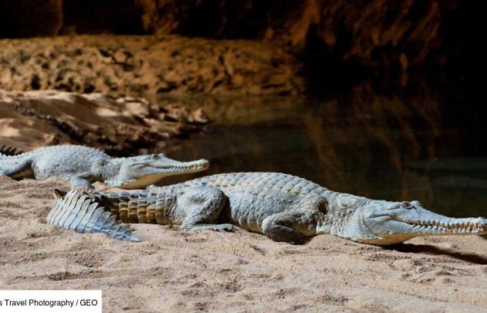 Descubiertos en cuevas de Gabón, estos cocodrilos enanos con piel de naranja están en proceso de transformación