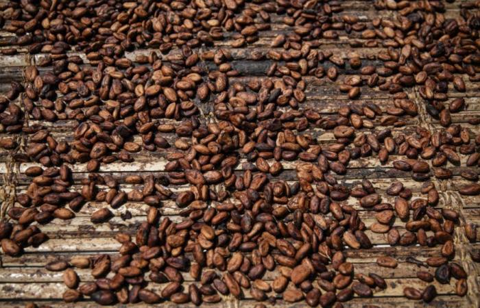 El aumento de precios ejerce presión sobre el mercado del cacao de Costa de Marfil