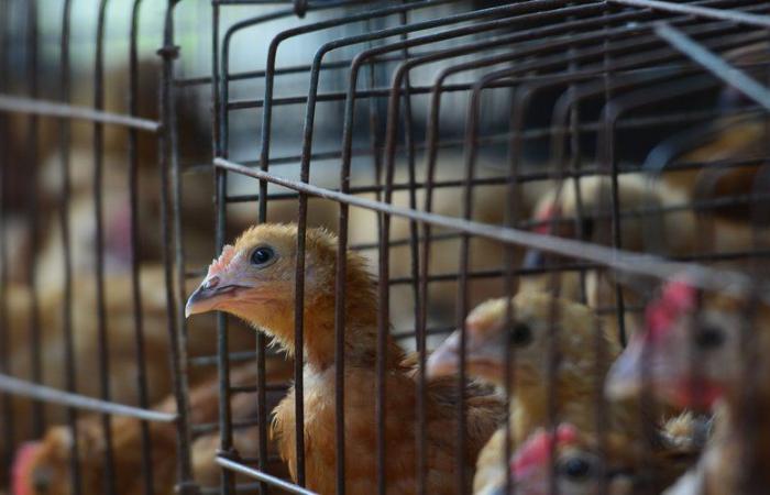 Primer caso humano grave de gripe aviar: muere un paciente estadounidense infectado con el virus H5N1