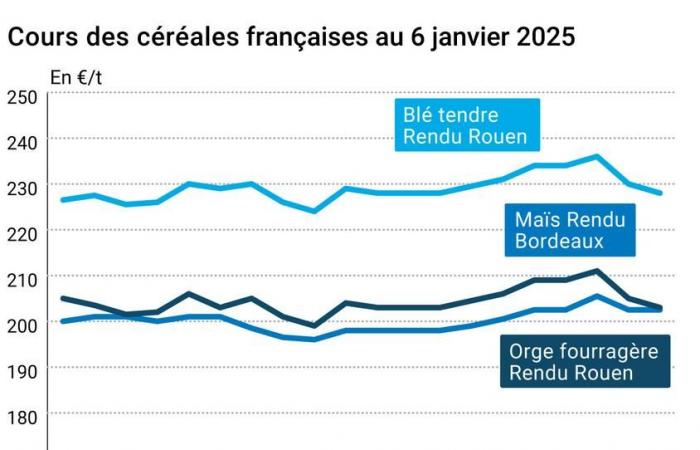 Cereales – El repunte del euro pesa sobre los precios europeos del trigo y el maíz