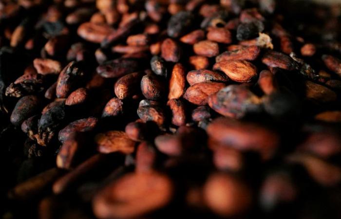 Las compras de cacao en Ghana colapsan debido a retrasos en los pagos y la financiación relacionados con las elecciones