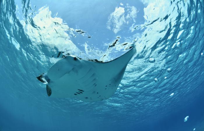 Una mujer suiza explora el océano en Seychelles.