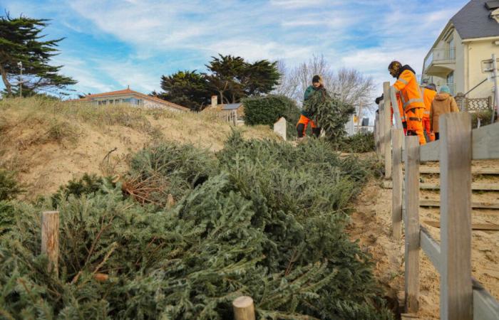 este pueblo costero recoge árboles de Navidad para estabilizar sus dunas