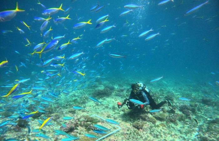 Una mujer suiza explora el océano en Seychelles.