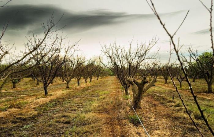 2024, el año más caluroso, supera el umbral de 1,5°C, confirma la ONU