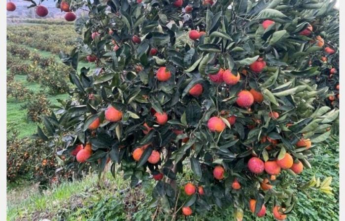 “¡La naranja Moro de Sicilia realmente merece ser conocida! »