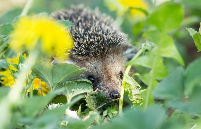 Cómo ayudar a que la vida silvestre prospere en su jardín de invierno