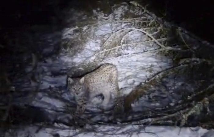 Lince “liberado ilegalmente” en Escocia