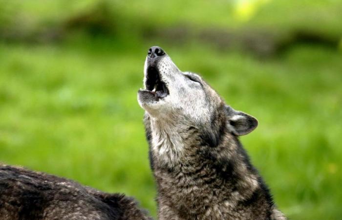 Salvaje como el lobo: una exposición entre naturaleza y antropología