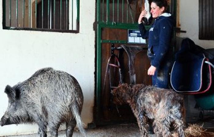 En Aube, una mujer lucha por conservar una hembra de jabalí llamada “Rillette”, recolectada el año pasado