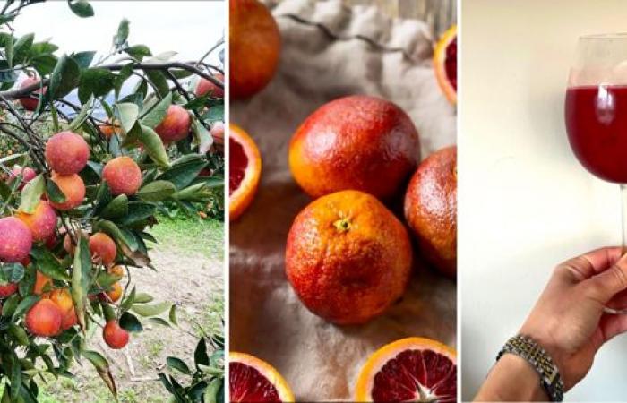 “¡La naranja Moro de Sicilia realmente merece ser conocida! »