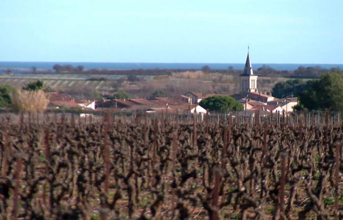 Este viñedo pronto se verá reducido en un 10% de su superficie por una línea de alta velocidad