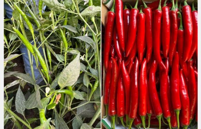 Egipto gana terreno en el mercado europeo del pimiento rojo