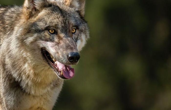 Bien restablecido, ¿el lobo volvió a amenazar?