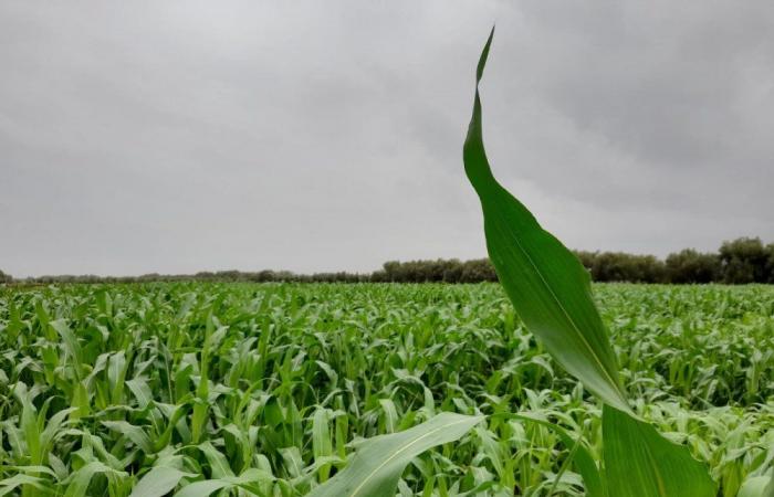 Estrategia Generación Verde: ¡58 mil millones de DH en inversiones movilizadas en 3 años!