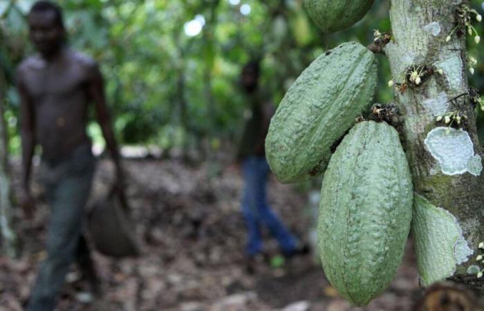 En vídeo – Más sostenible, la agrosilvicultura vuelve a la producción de cacao