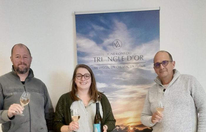 Los viticultores del Triángulo de Oro crean una cosecha efímera