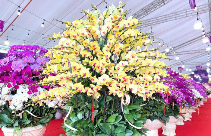 Primer plano de una maceta de orquídeas Phalaenopsis bañada en oro y tachonada de diamantes a la venta por casi 4.000 millones de VND