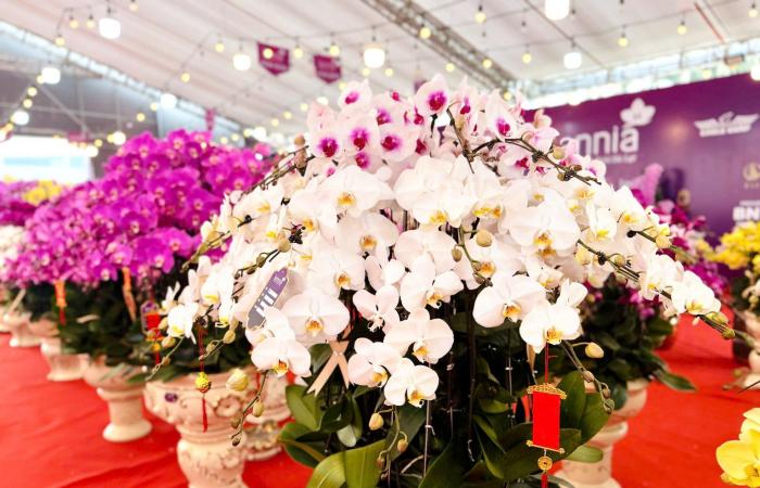 Primer plano de una maceta de orquídeas Phalaenopsis bañada en oro y tachonada de diamantes a la venta por casi 4.000 millones de VND