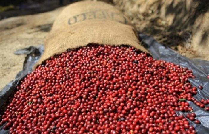 Los precios del café robusta cayeron este fin de semana y pronostican precios del café de exportación en 2025