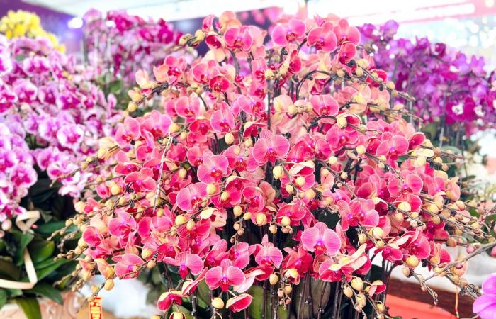 Primer plano de una maceta de orquídeas Phalaenopsis bañada en oro y tachonada de diamantes a la venta por casi 4.000 millones de VND