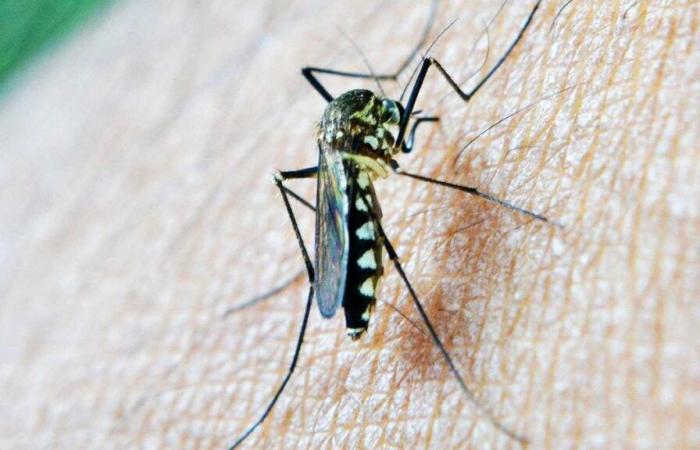 la nueva arma científica contra el flagelo de la malaria