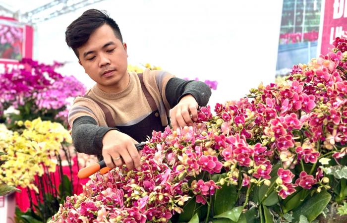 Primer plano de una maceta de orquídeas Phalaenopsis bañada en oro y tachonada de diamantes a la venta por casi 4.000 millones de VND