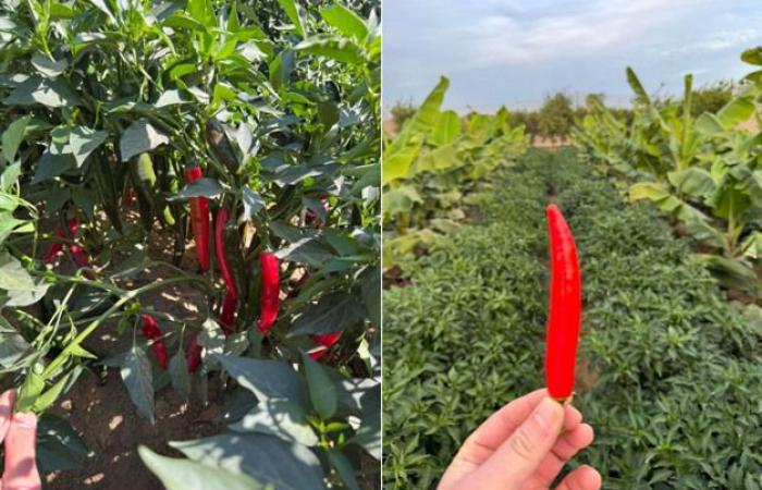 Egipto gana terreno en el mercado europeo del pimiento rojo