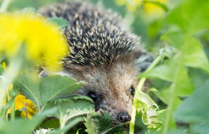 Cómo ayudar a que la vida silvestre prospere en su jardín de invierno