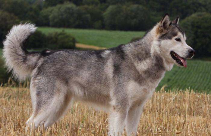 Drama en la región de Mons: un niño de 7 años muere tras el ataque de un perro