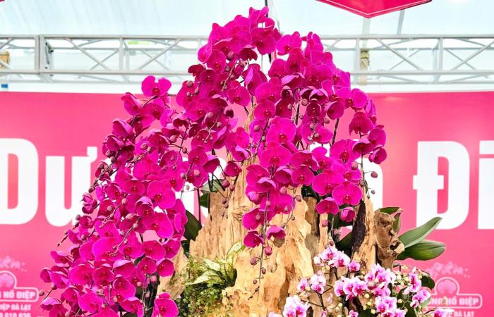 Primer plano de una maceta de orquídeas Phalaenopsis bañada en oro y tachonada de diamantes a la venta por casi 4.000 millones de VND