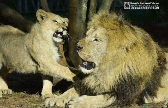 El Zoológico de Rabat celebra su 13º aniversario