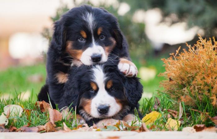 El cachorro de montaña de Berna ‘Terror’ no deja de sentarse en Gran Hermano