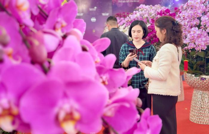 Primer plano de una maceta de orquídeas Phalaenopsis bañada en oro y tachonada de diamantes a la venta por casi 4.000 millones de VND