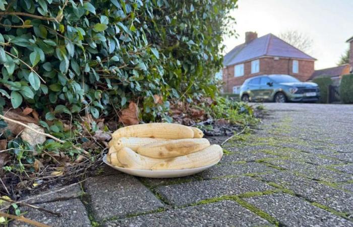 En Inglaterra: ¿Quién está detrás de este extraño plato de plátanos?