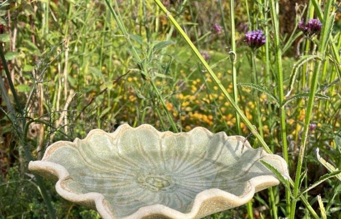 Cómo ayudar a que la vida silvestre prospere en su jardín de invierno