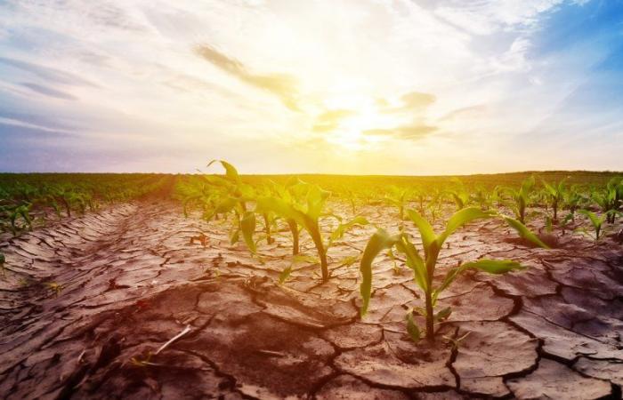 Escasez de agua y cambio climático: el nuevo plan de batalla del Ministerio de Agricultura