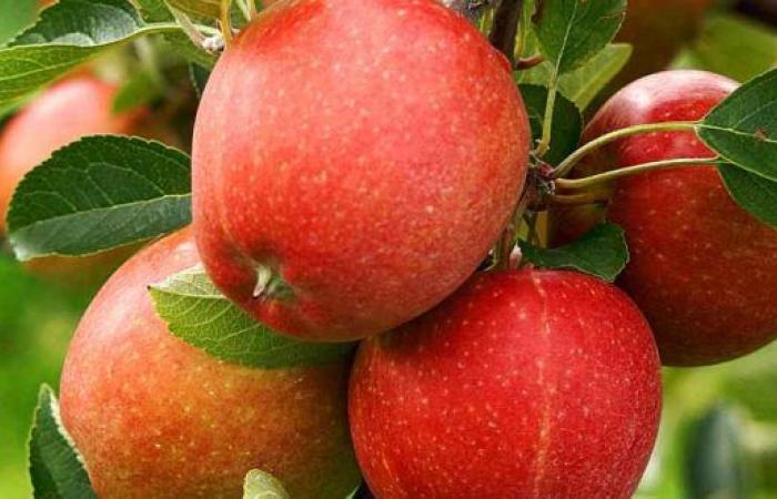 La popularidad de las manzanas importadas en Marruecos alcanza un nuevo pico – AgriMaroc.ma