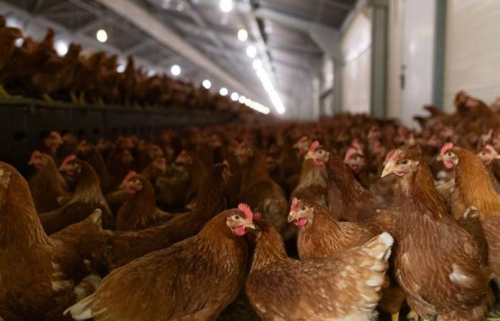 Un hombre muere de gripe aviar tras comer pollo contaminado