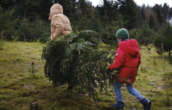 La ciudad de Gante invitó apresuradamente a sus habitantes a comerse sus árboles de Navidad – rts.ch