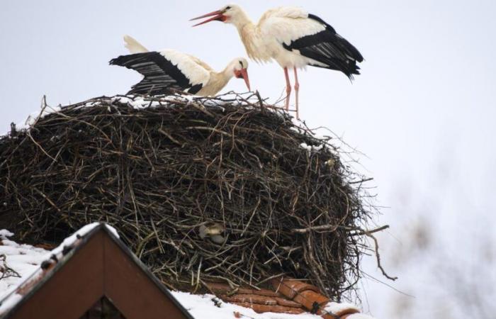 Cada vez más cigüeñas pasan el invierno en Suiza – rts.ch