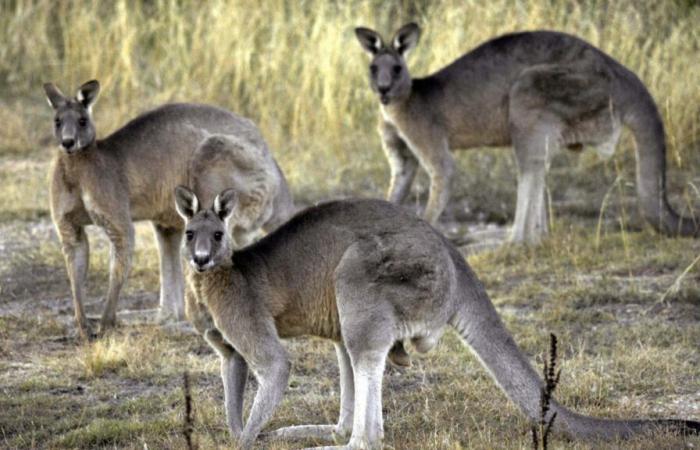 En los animales, la duración de la gestación depende de su tamaño.