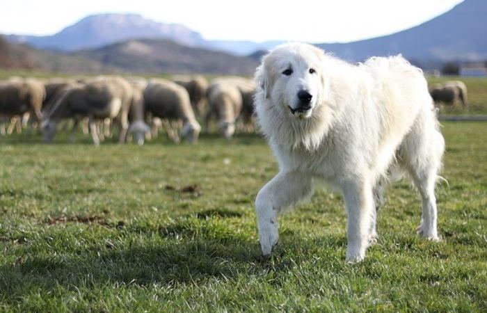 Gramático. Perros protectores de rebaños, tema del próximo debate cinematográfico