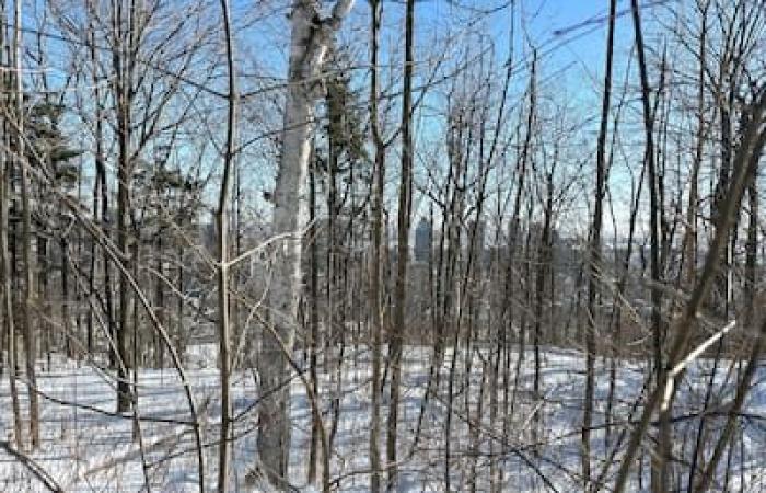 Raquetas de nieve en Mount Royal para olvidar el ruido de la ciudad