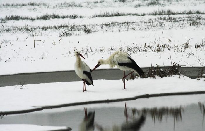 Más cigüeñas pasan el invierno en Suiza