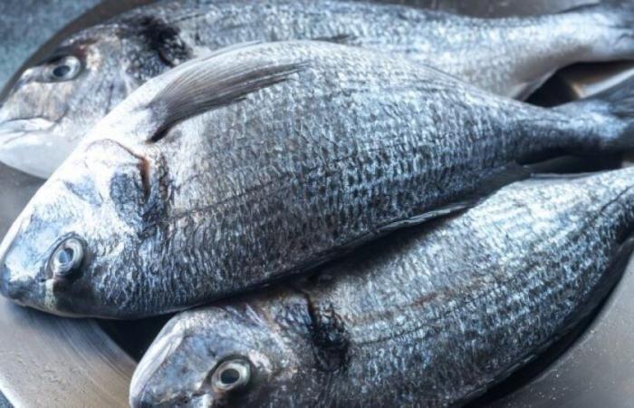 Alto en mercurio, ¿qué pescado se debe consumir con moderación? : Noticias