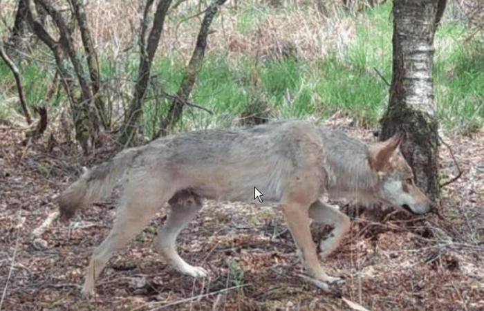 Un fotógrafo aficionado se encuentra cara a cara con un lobo bañándose en Laïta