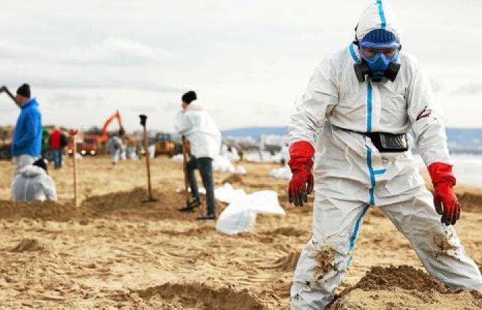 “30.000 aves corren el riesgo de morir”: en Rusia, desastre ecológico a orillas del Mar Negro