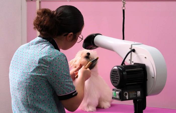 “Cuidar a un perro es importante para su salud”, la mejor aprendiz de Francia inauguró su salón de peluquería