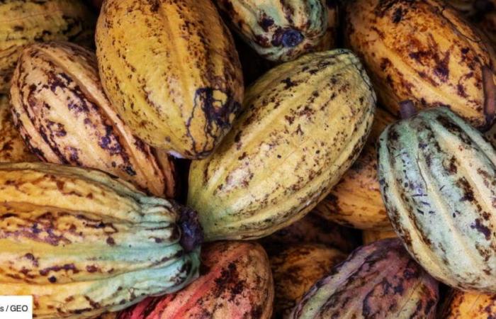 “El cacao ético es una gran idea… ¡no muy creíble!”